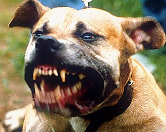 dog bit injury lawyer image