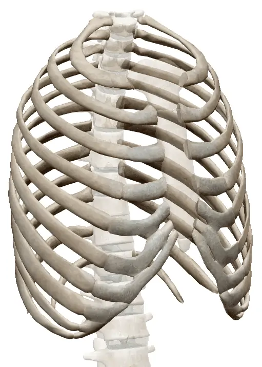 rib image for austin rib injury lawyer