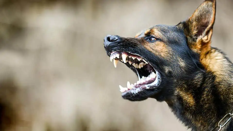 vicious dog