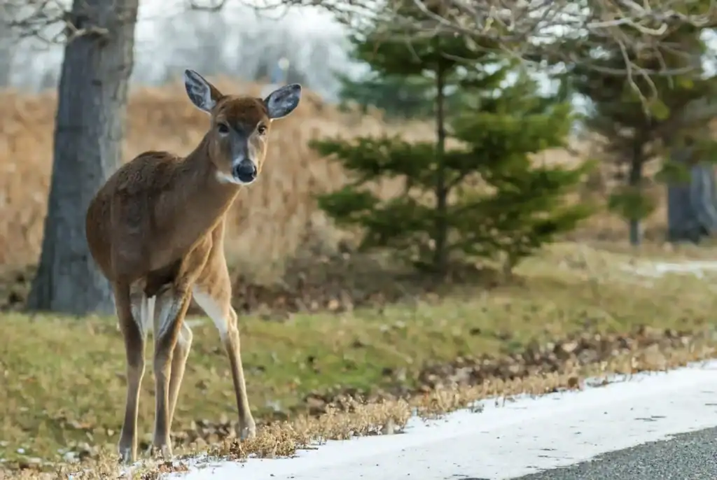 A deer near the road - Is hitting a deer an at-fault accident?